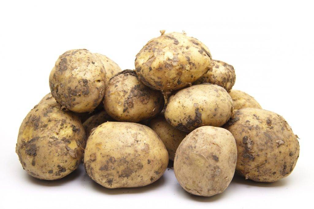 Картофель ривьера: описание сорта, фото, отзывы, выращивание, уход