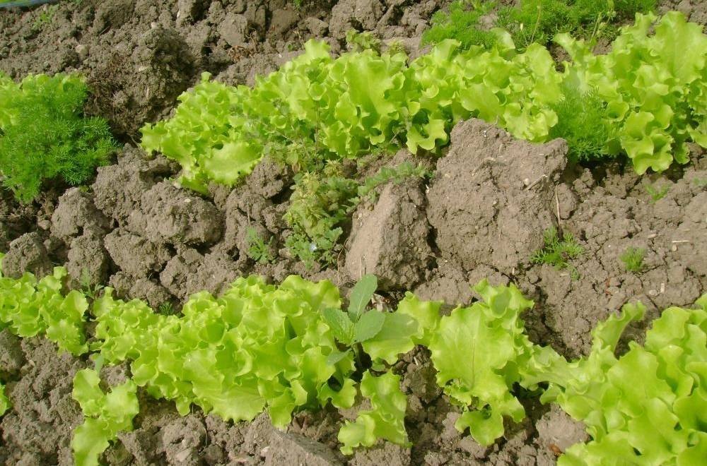 Как сажать салат в открытый грунт семенами