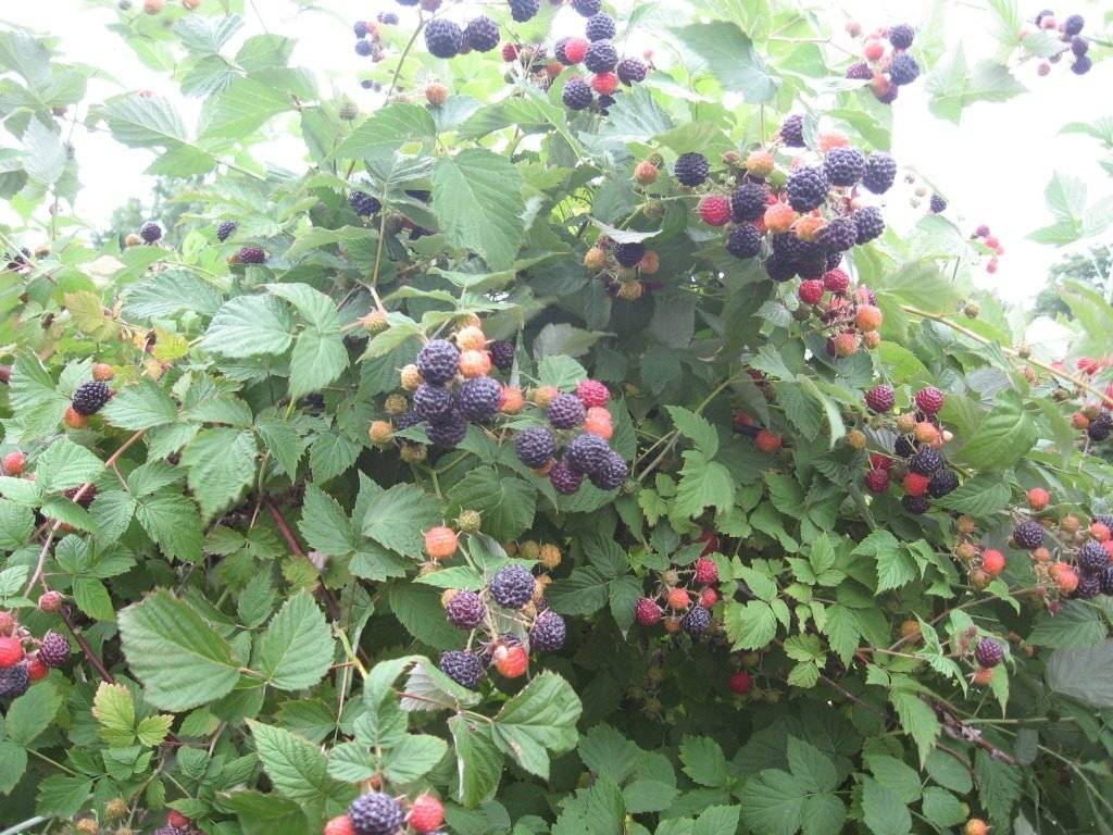 Чёрная малина сорта кумберленд: что нужно знать об особенностях посадки и ухода, чтобы вырастить хороший урожай