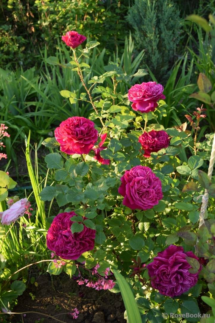 Английский сорт розы фишерман френд: описание полуплетистого куста, как ухаживать