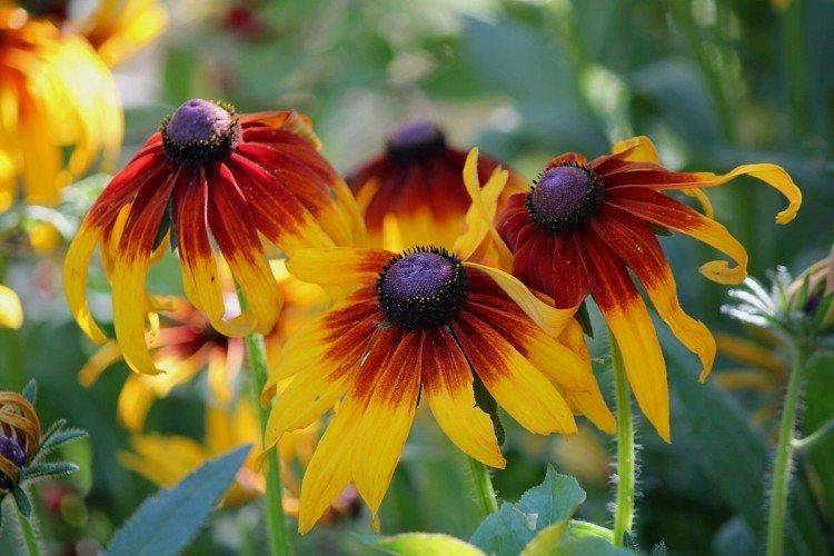 Желтые цветы: самые красивые садовые многолетники с желтыми и оранжевыми цветками, топ 60