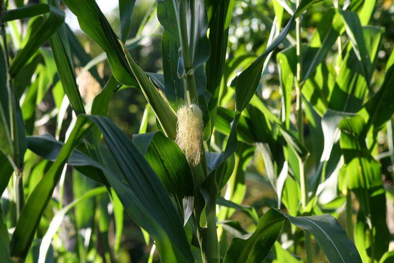Выращивание кукурузы на даче: какую, когда и как сажать для хорошего урожая