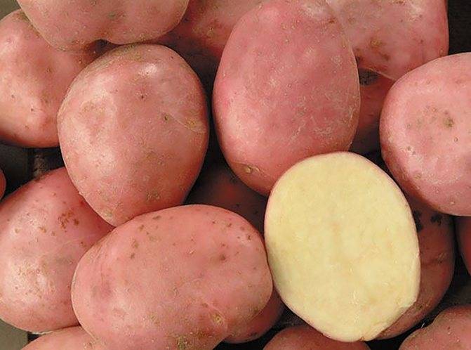 Сорт картофеля ласунок: описание, агротехника выращивания