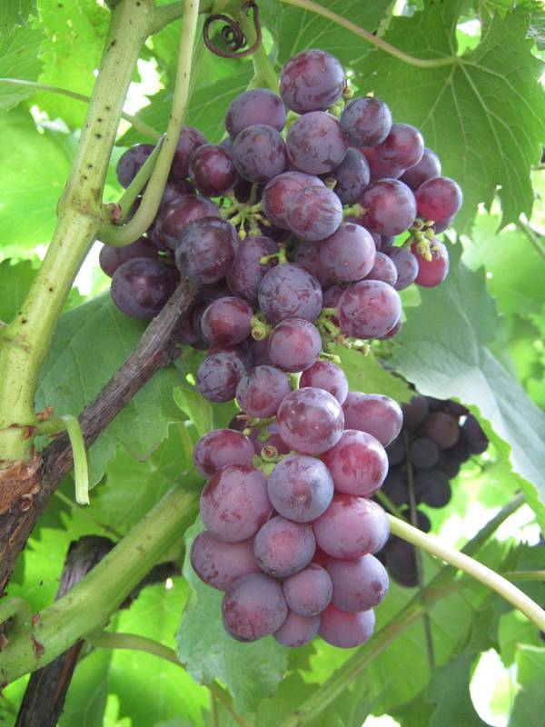 Виноград низина – прекрасный вариант любительского сорта для новичков