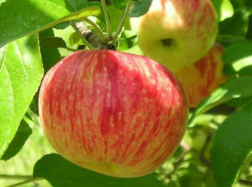 Самые сладкие сорта яблонь: выбираем лучшие вкусные плоды