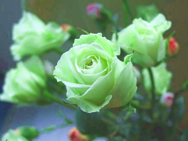 Зеленые розы - сорта, особенности агротехники | о розе