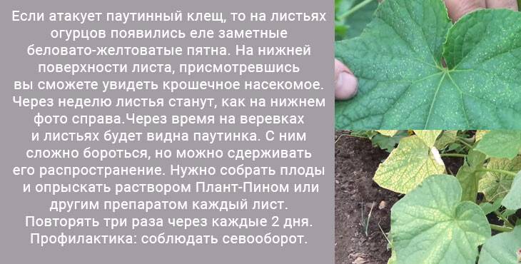 Чем обработать огурцы чтобы не желтели листья: чем обрабатывать, чем опрыскать, полить, методы лечения, народные средства