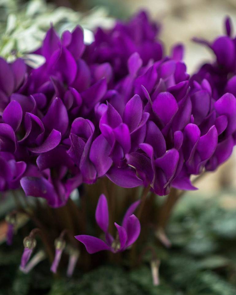 16 самых красивых цветков в мире: фото, описание