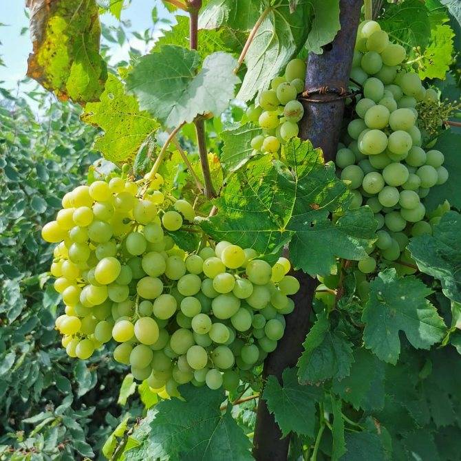Посадка винограда: схемы с фото-инструкцией, сроки когда и как посадить для начинающих. посадка черенками весной и осенью