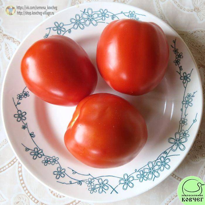 Получаем максимальный урожай при минимальных затратах сил — томат «чудо лентяя»