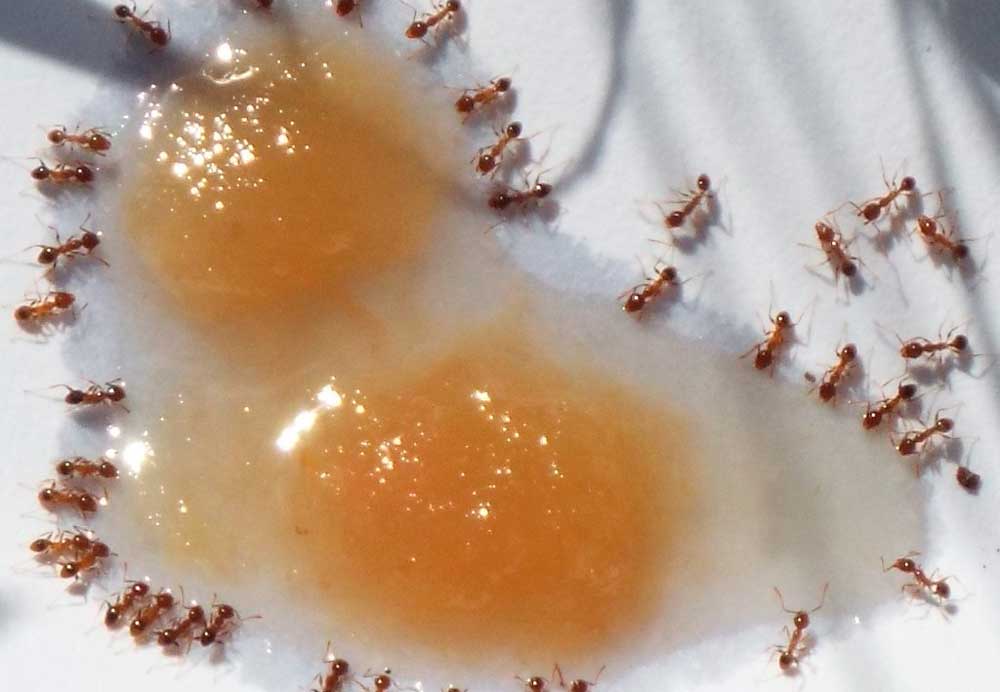 Борная кислота от домашних муравьев
