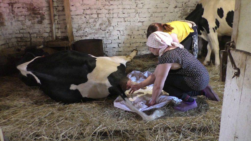 Сколько длится беременность и как рожает корова