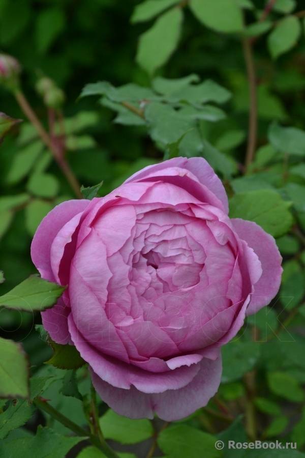 Английская роза huntington rose или alan titchmarsh