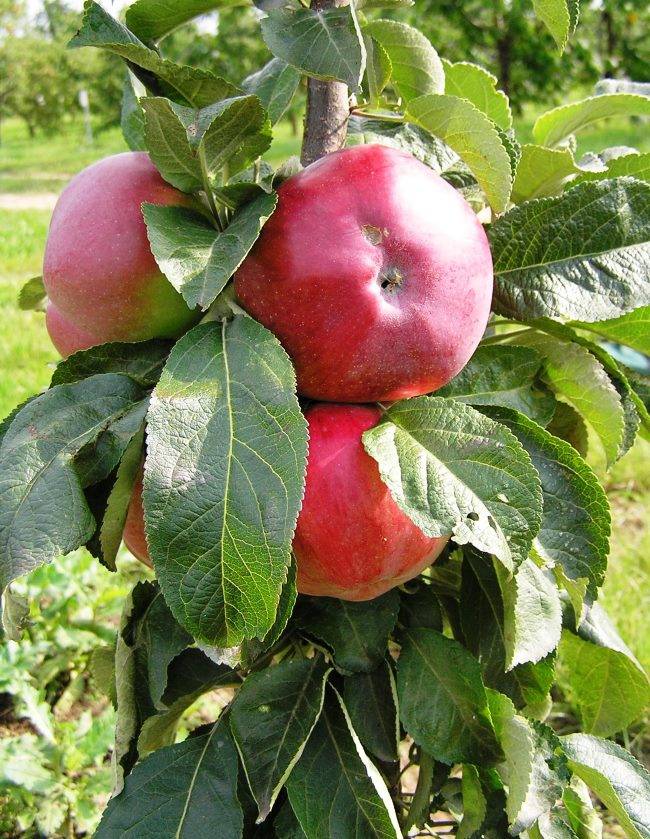 Описание сорта яблони останкино: фото яблок, важные характеристики, урожайность с дерева