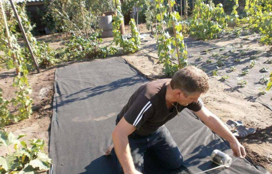 Как посадить клубнику под чёрный укрывной материал – советы садоводам