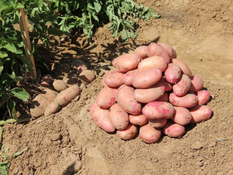 Сорт картофеля «родриго»: основные качества, выращивание и уход