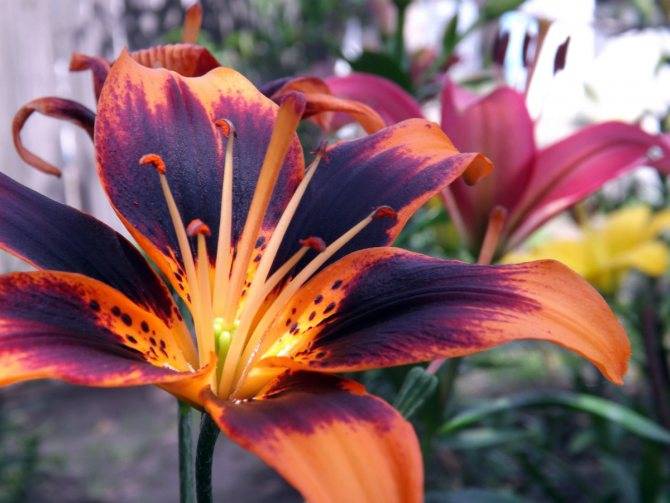 Цветок тигровая лилия - посадка и уход на участке, классификация - дача сад огород