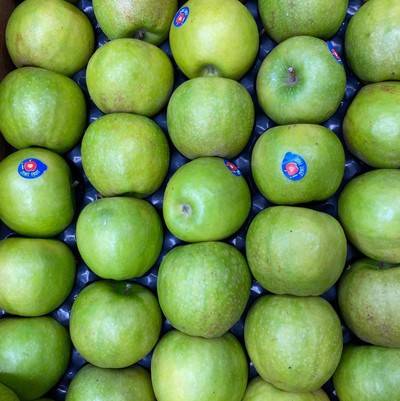 Яблоки семеренко, описание сорта, выращивание яблони