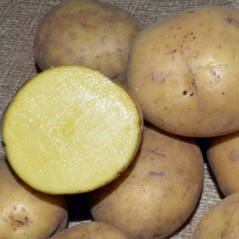 Заслуживший доверие огородников всего мира — картофель ажур: описание сорта