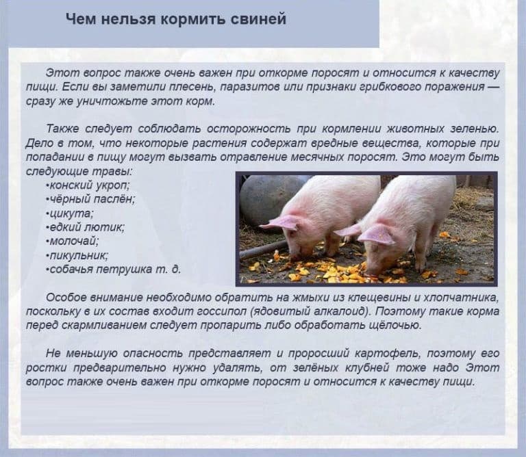 Как правильно кормить свиней? выращивание поросят на свиноферме и в домашнем хозяйстве
