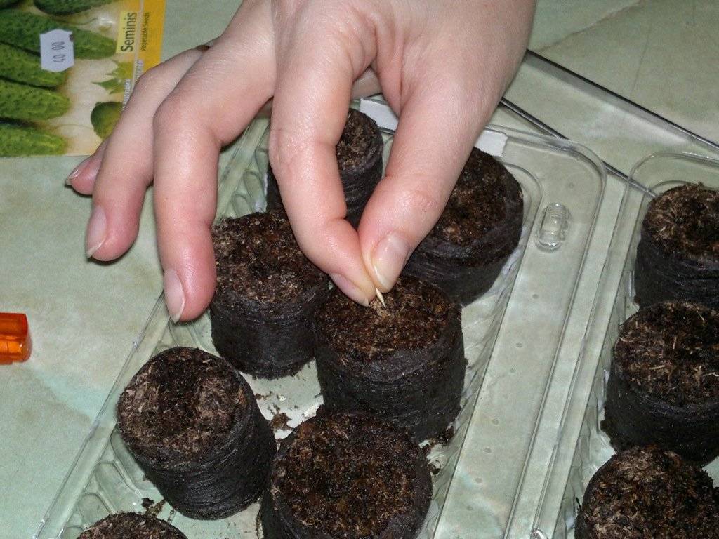Как выращивать рассаду огурцов в торфяных горшочках?