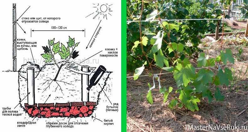 Посадка винограда в сибири для начинающих, правила ухода и выращивания