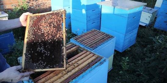Пчеловодство с нуля: разновидность пчел и обустройство пасеки