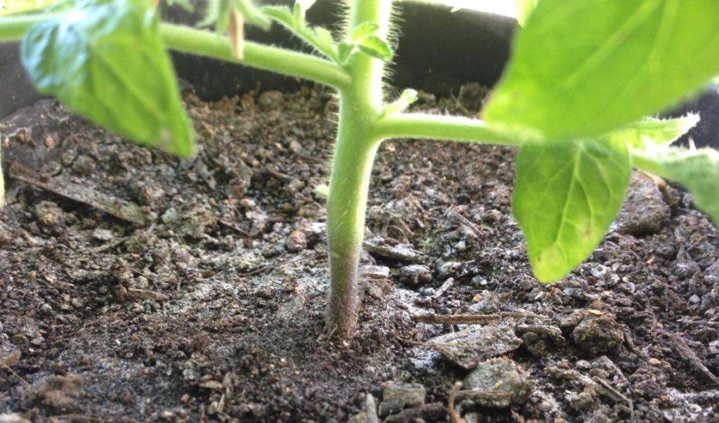 Черная ножка у рассады томатов: что делать и как бороться с коварным заболеванием