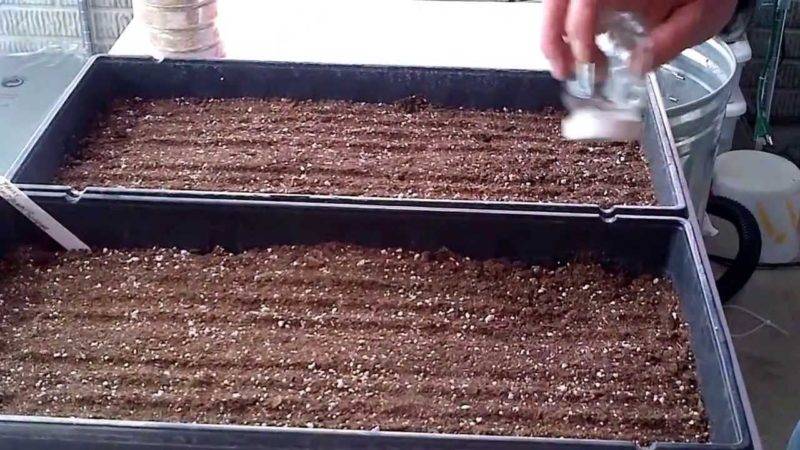 Технология выращивания малины в открытом грунте, как правильно ухаживать, способы увеличения плодоношения: пошаговая инструкция