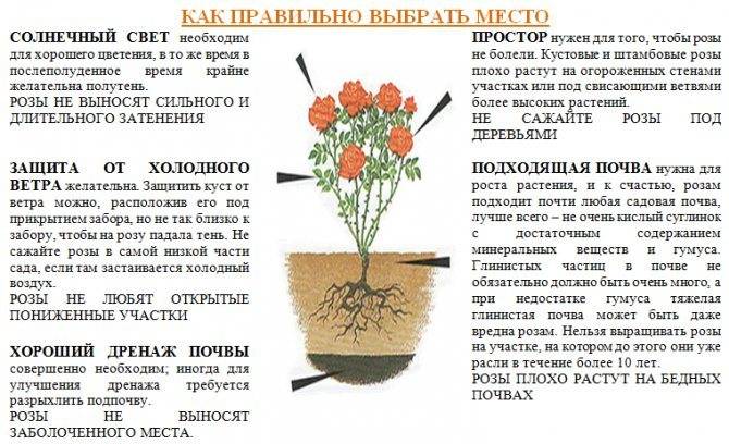 Розы плетущиеся: посадка и уход - sadovnikam.ru