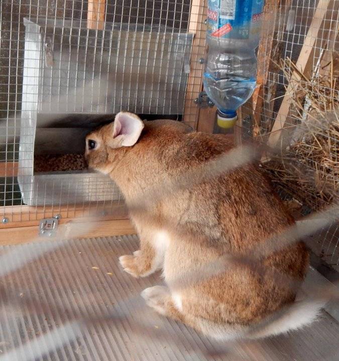 Как самостоятельно сделать кормушку для кролика
