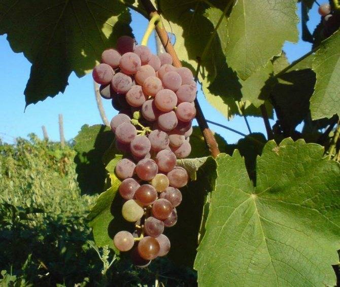 Описание, технология выращивания и отзывы о винограде альфа