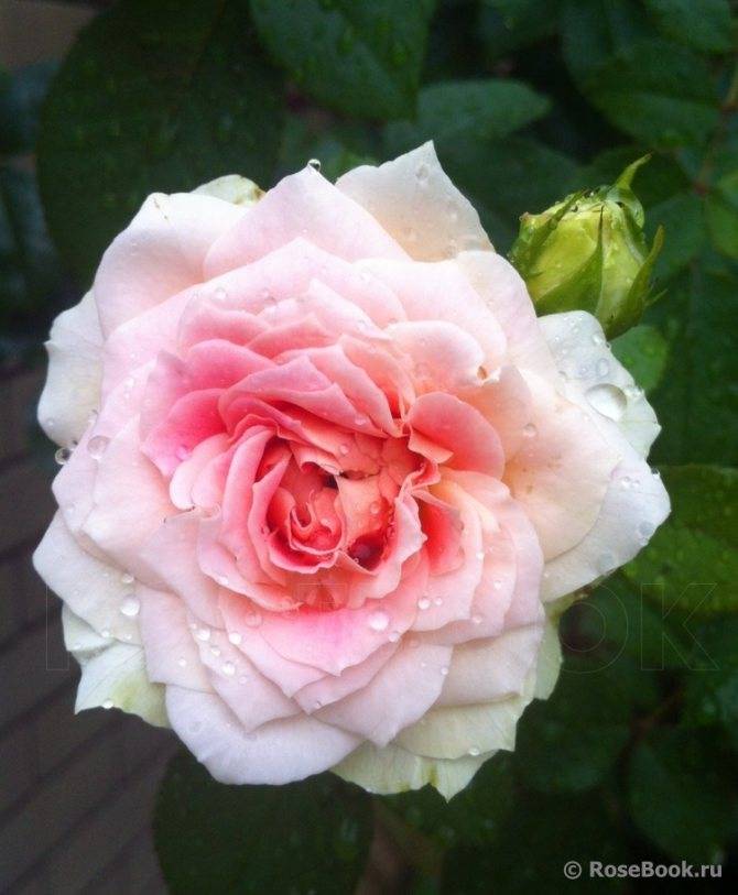 Плетистая роза "цезарь" (описание сорта, отзывы, уход, фото)