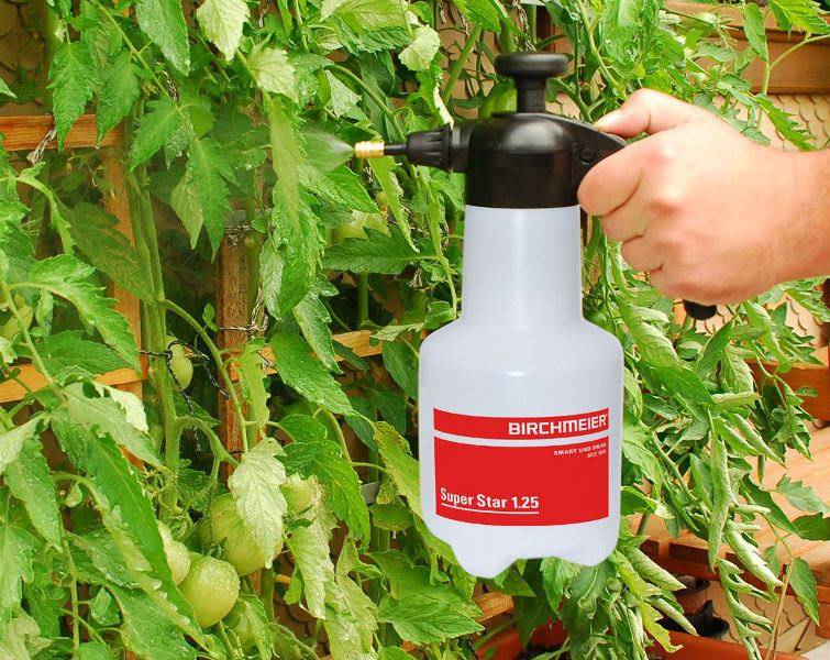 Обработка томатов: чем брызгать помидоры от болезней и вредителей после дождя в июле, препараты и народные средства для повышения урожайности, как опрыскивать в жару