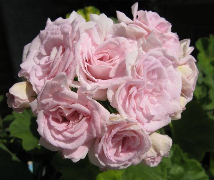 Пеларгония millfield rose, описание и фото