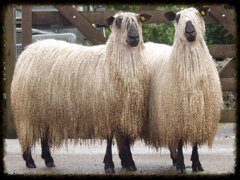 Приживется ли в наших климатических условиях казахская порода овец?