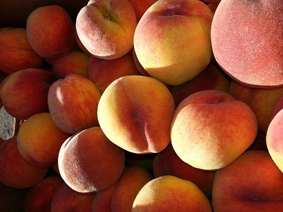 О созревании персиков, когда сезон в Краснодарском крае, Крыму, Абхазии