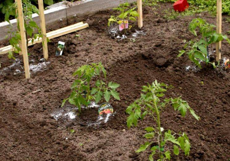 Удобрения для томатов в теплице: раннее выращивание свежих овощей