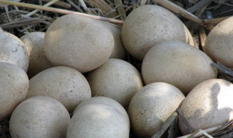 Яйца цесарки — продукт, достойный царского стола
