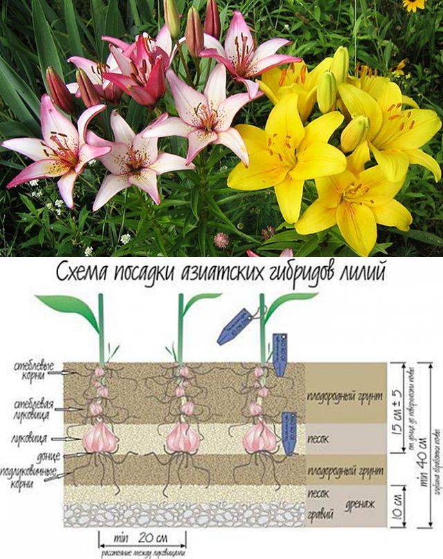 Как вырастить лилии дома в горшке: как посадить и ухаживать во время и после цветения, видео посадки