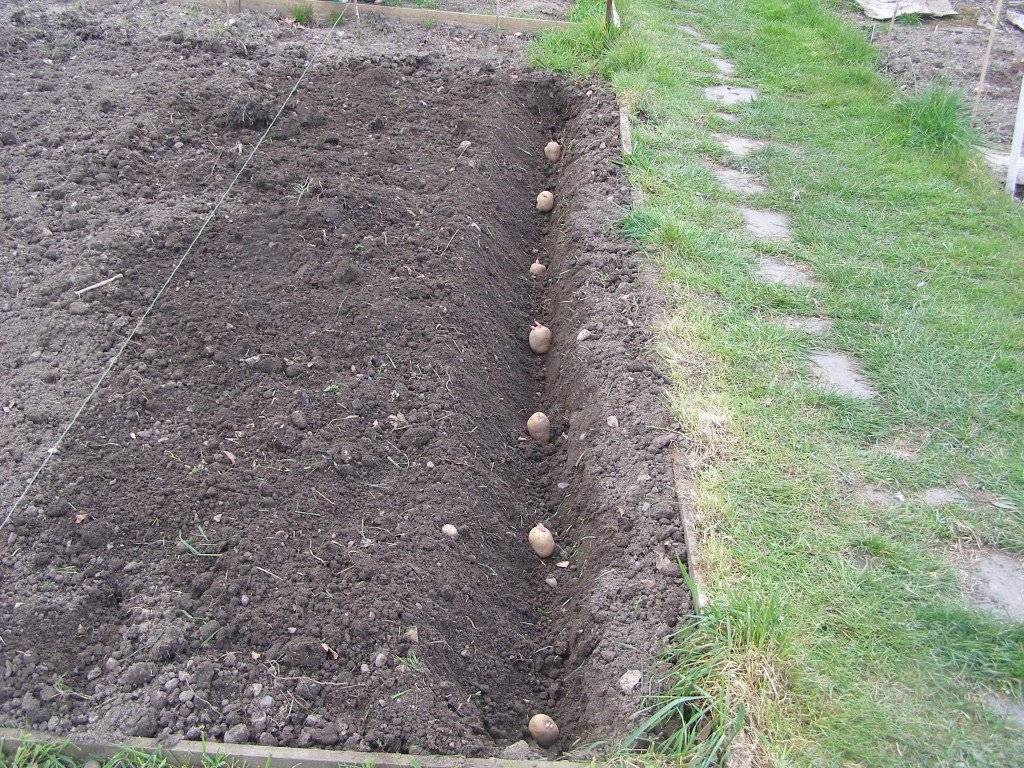 Способы, схемы и правила посадки картофеля в открытый грунт удобрение и уход за всходами