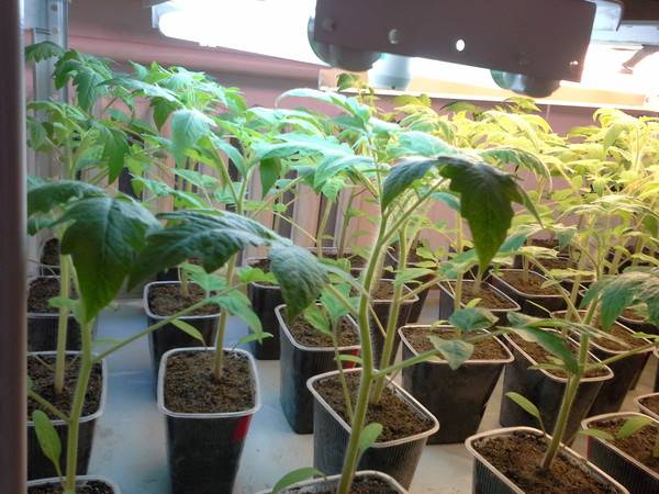 Сроки посадки помидоров на рассаду для теплицы в 2021 году