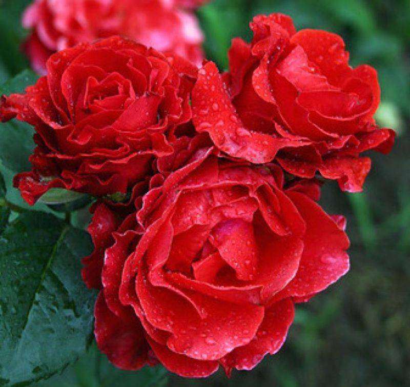 Украшаем сад розами: тонкости выращивания элегантного сорта эль торо