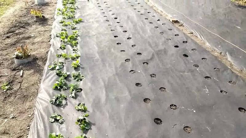 Агроволокно для клубники: схема посадки, как правильно выращивать, какой плотности нужен агрил