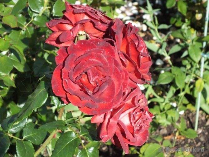 О розе терракота (terracotta): описание и характеристики розы терракотовой
