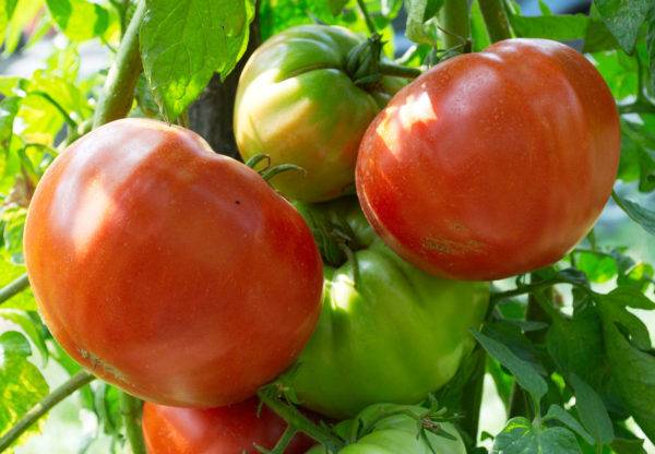 Капитан: описание сорта томата, характеристики помидоров, посев, агротехника