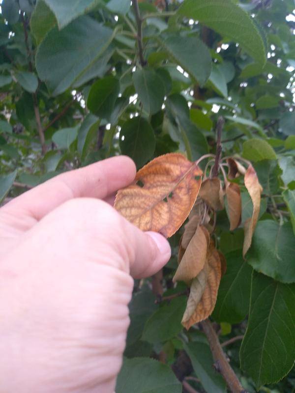 Причины пожелтения листьев у груши