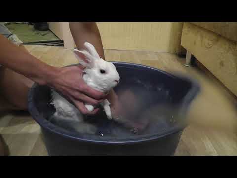 Как мыть кроликов: правила купания декоративных питомцев в домашних условиях
