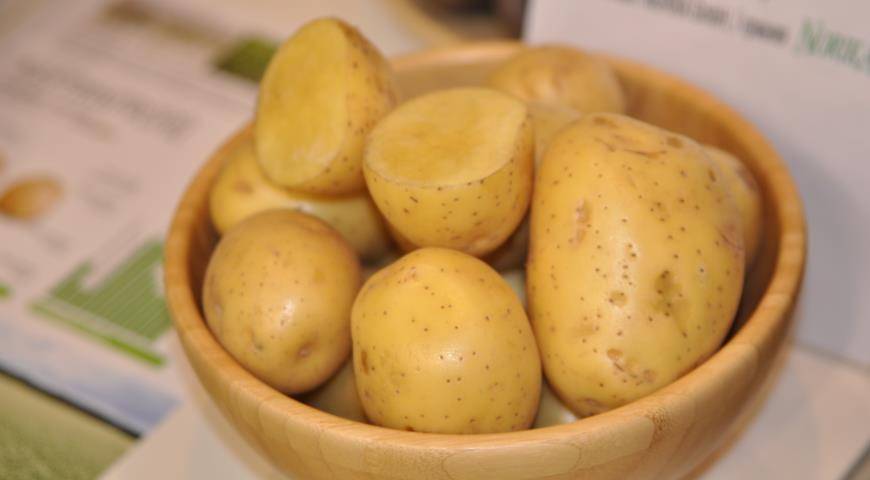 Как вырастить многоцелевой картофель «фелокс» : характеристика сорта, описание и фото