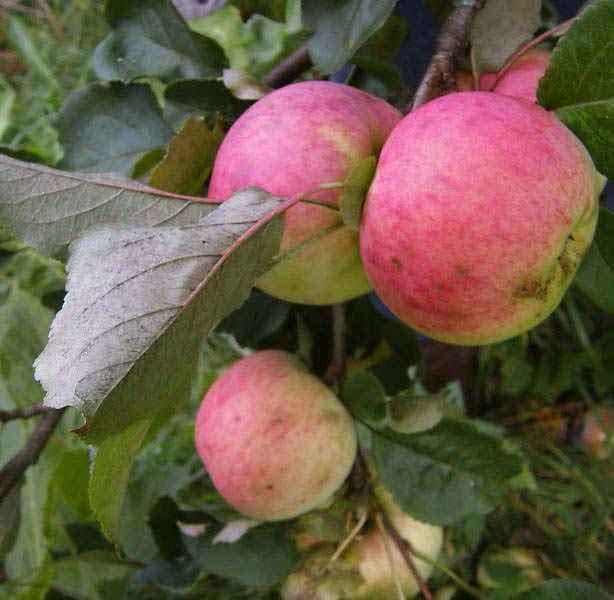 Сорт яблони мичуринская бессемянка
